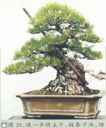 图解 黄敖训怎么制作黑松盆景的29个步骤