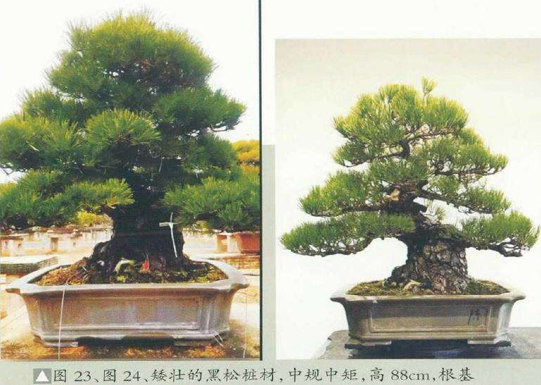图解 黄敖训怎么制作黑松盆景的29个步骤