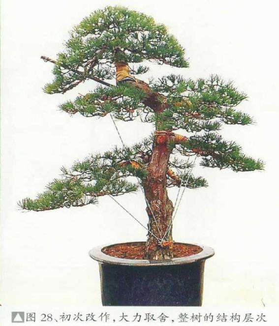 图解 黄敖训怎么制作黑松盆景的29个步骤