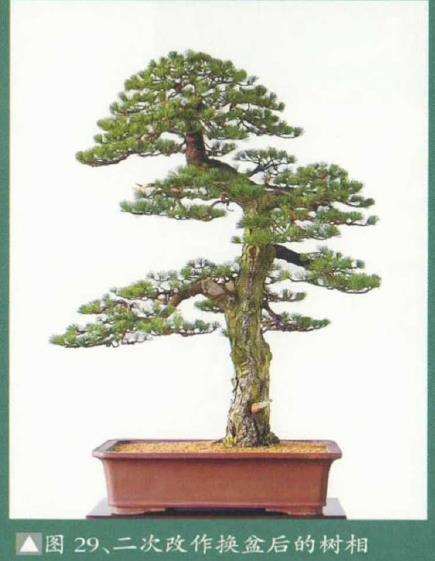 图解 黄敖训怎么制作黑松盆景的29个步骤