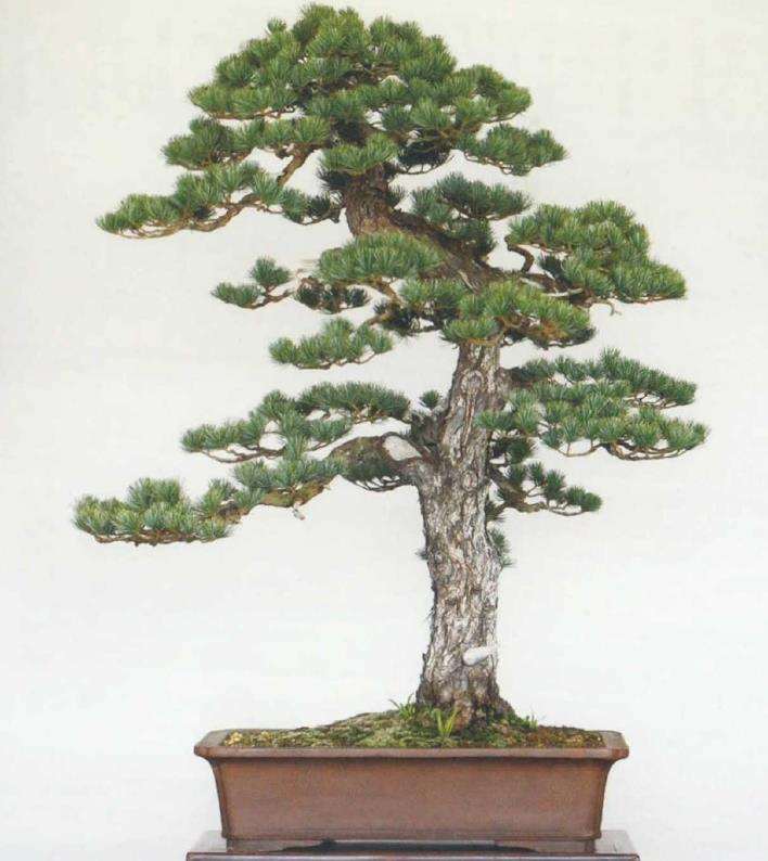 图解 黄敖训怎么制作黑松盆景的29个步骤