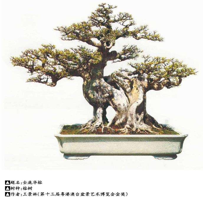 树桩盆景的3个立意是什么 图片