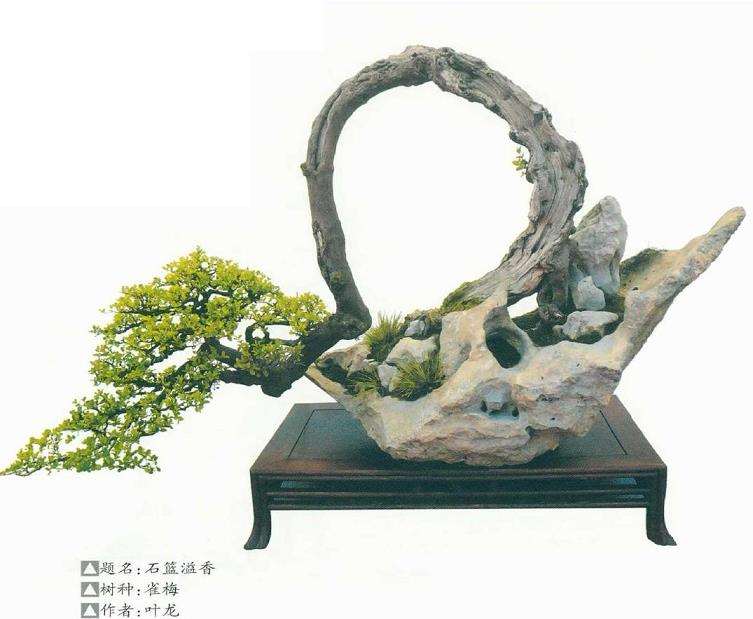 树桩盆景的3个立意是什么 图片