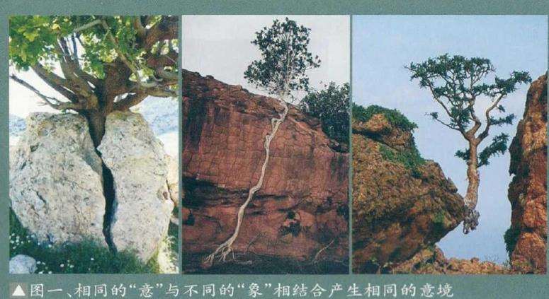 如何理解和把握树桩盆景的5个意境