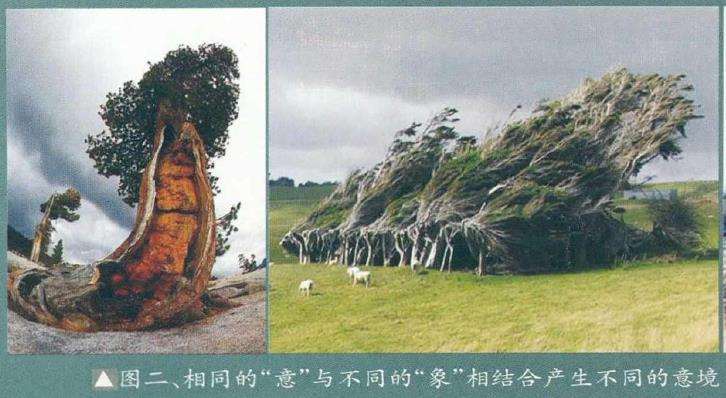 如何理解和把握树桩盆景的5个意境