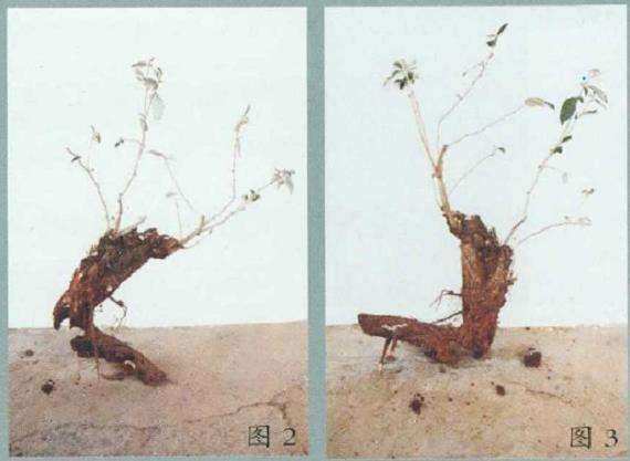图解 胡颓子下山桩5年制作成盆景过程
