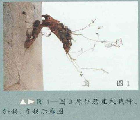 图解 胡颓子下山桩5年制作成盆景过程