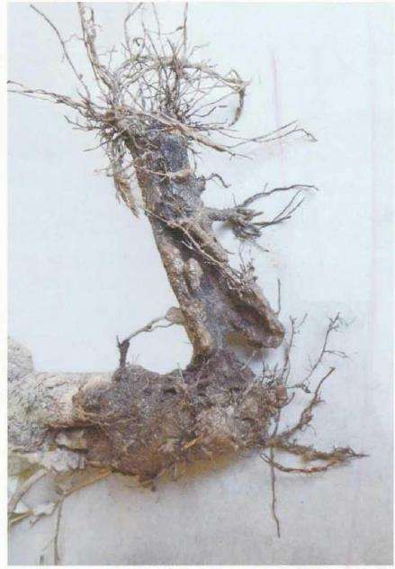 图解 胡颓子下山桩5年制作成盆景过程