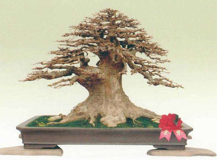 2020 刘胜才三角枫盆景又得金奖 图片