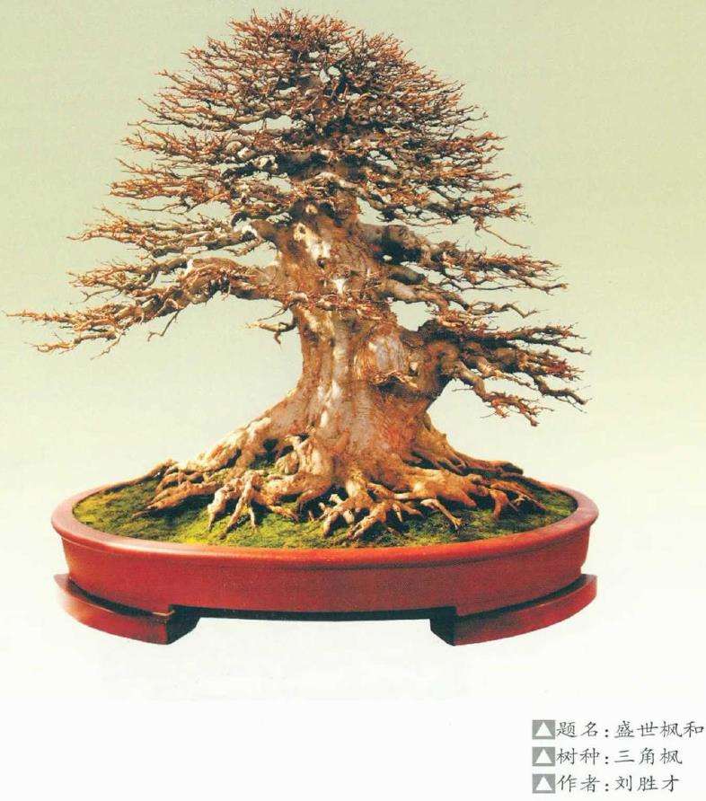 2020 刘胜才三角枫盆景又得金奖 图片