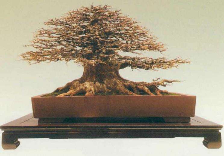 2020 刘胜才三角枫盆景又得金奖 图片