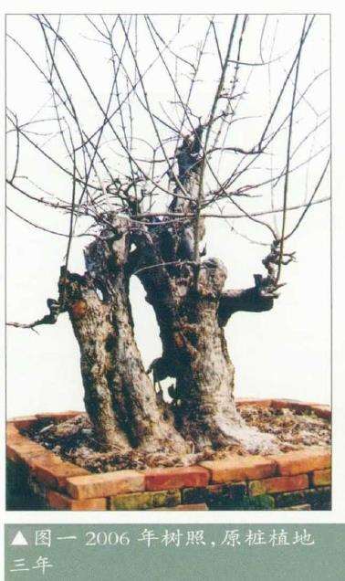 图解 韩学年怎么制作对节白蜡盆景的5个过程