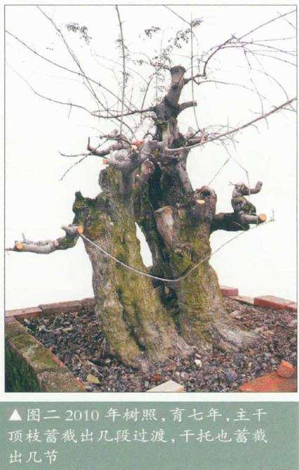 图解 韩学年怎么制作对节白蜡盆景的5个过程