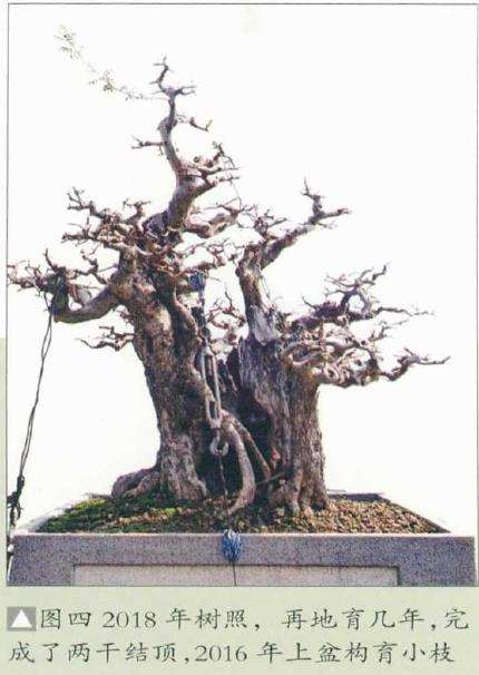 图解 韩学年怎么制作对节白蜡盆景的5个过程