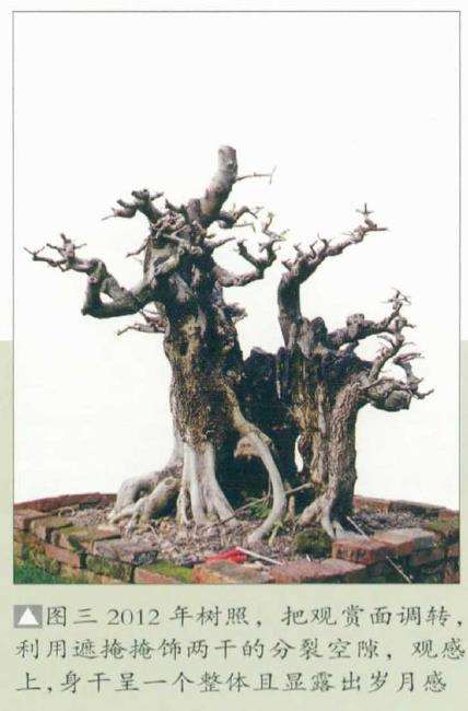 图解 韩学年怎么制作对节白蜡盆景的5个过程