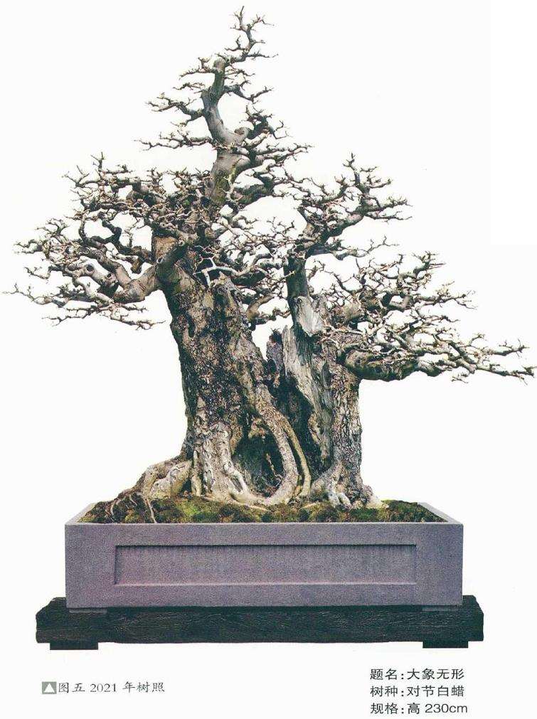 图解 韩学年怎么制作对节白蜡盆景的5个过程