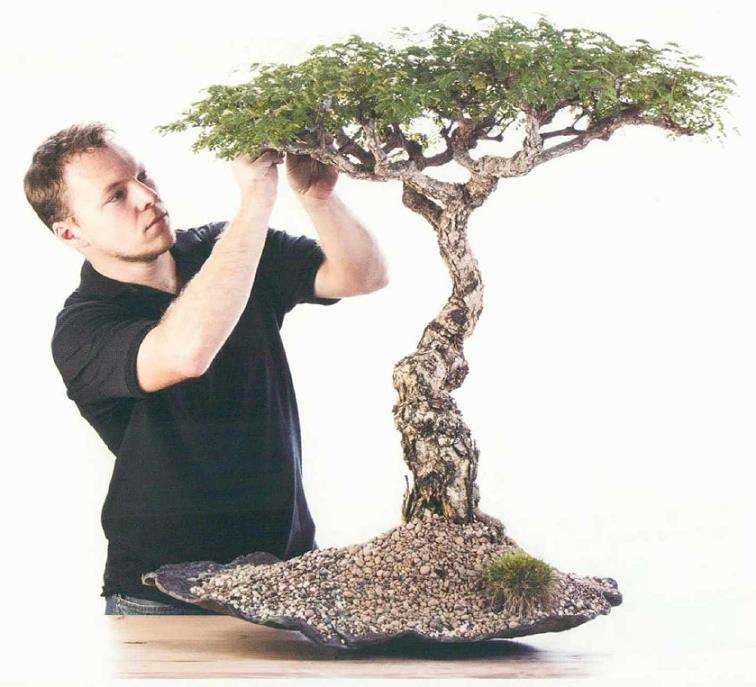 南非盆景艺术家 安东尼 史密斯