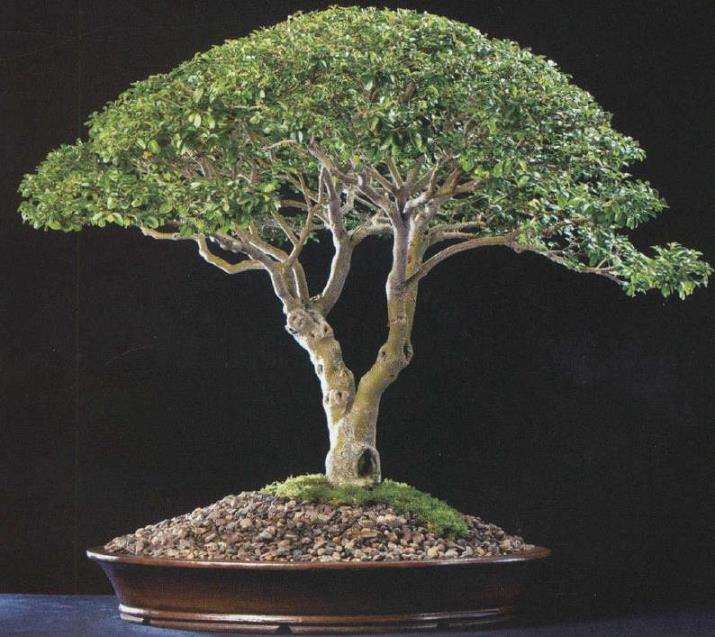 南非盆景艺术家 安东尼 史密斯