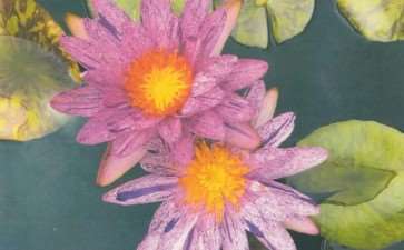 2021年 IWGS国际睡莲新品种大赛落幕