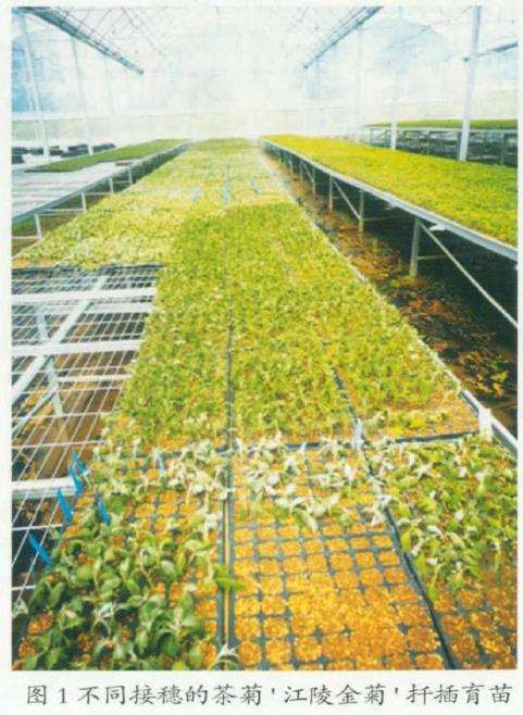 茶菊母株怎么优选与种苗繁育的3个步骤