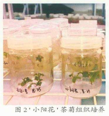茶菊母株怎么优选与种苗繁育的3个步骤
