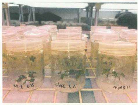 茶菊母株怎么优选与种苗繁育的3个步骤