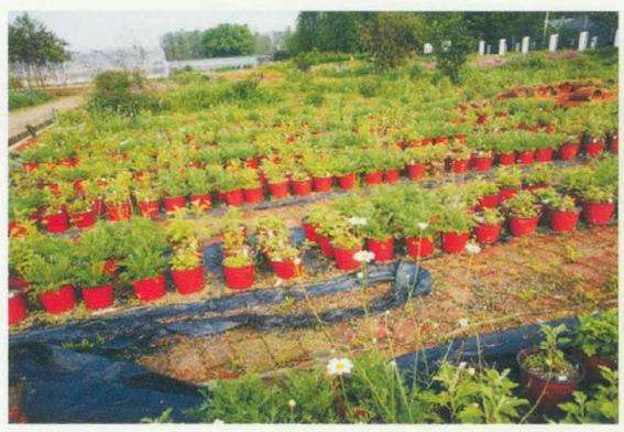菊花怎么水肥管理的3个方法