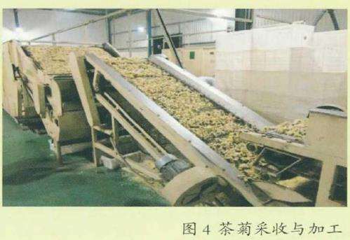 菊花怎么加工和贮运的3个步骤