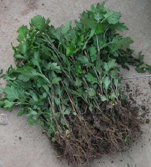 菊花幼苗怎么定植的3个步骤