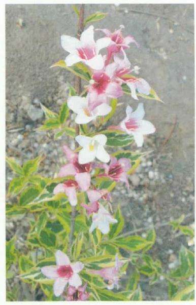 花叶锦带花怎么病虫防治的3个方法