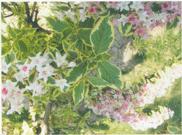 花叶锦带花怎么病虫防治的3个方法