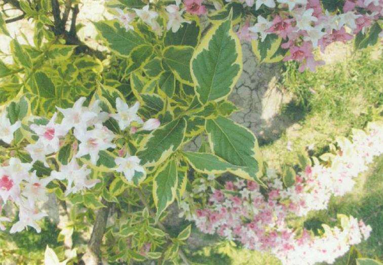 花叶锦带花怎么栽培施肥的3个方法