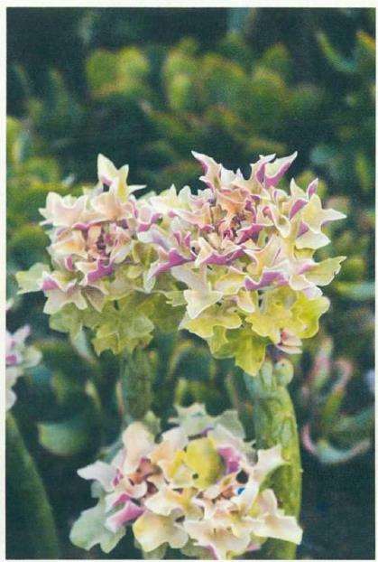 菊科多肉植物的6个品种 图片