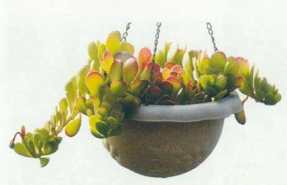 菊科多肉植物的6个品种 图片