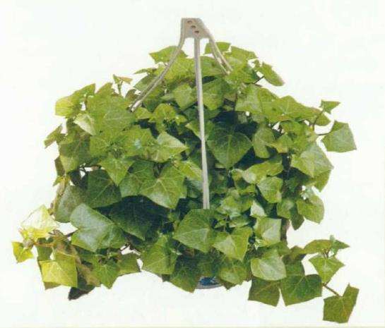 菊科多肉植物的6个品种 图片