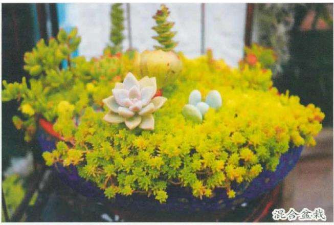 多肉搭配护盆草种养有许多好处 图片