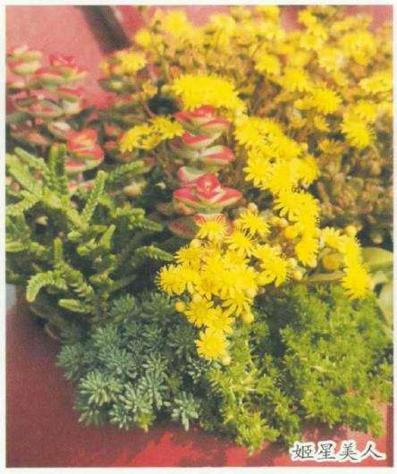 多肉搭配护盆草种养有许多好处 图片