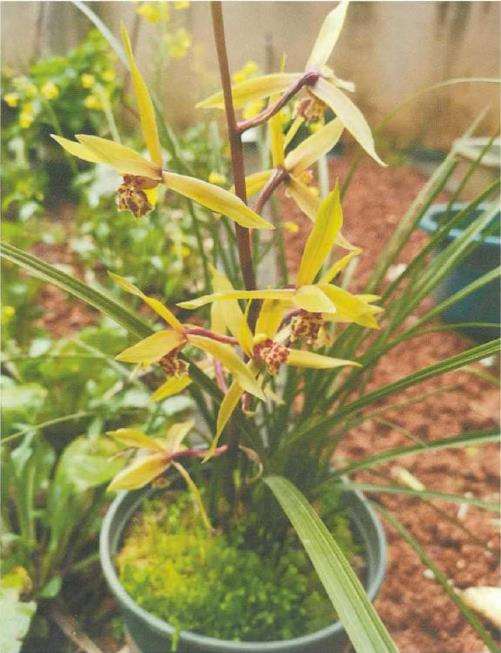 为什么兰花种植中常常会遇到烂根