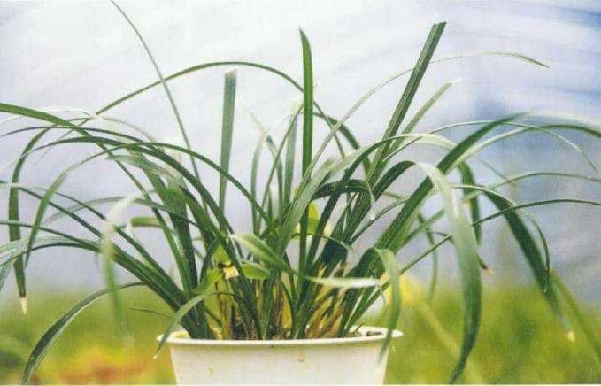 为什么兰花种植中常常会遇到烂根