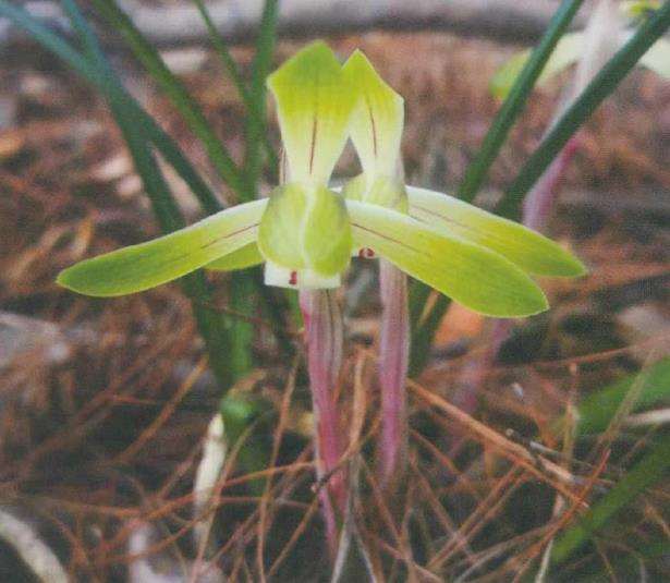 为什么兰花种植中常常会遇到烂根