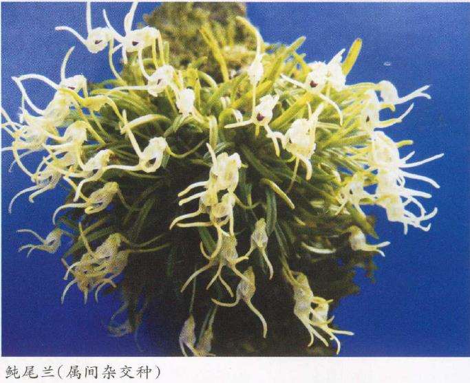 尾萼兰是兰科腋花兰亚族中比较奇特的洋兰