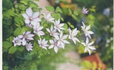 我在大连花园南北两个露台 30平方 图片