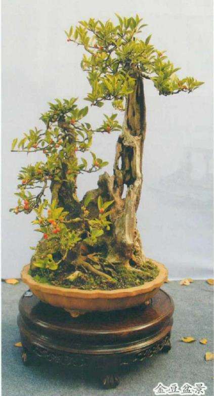 金豆盆景怎么养护和虫害防治的3个方法