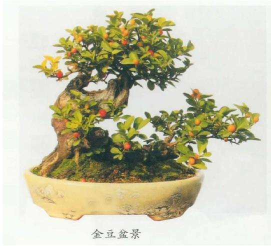 金豆盆景