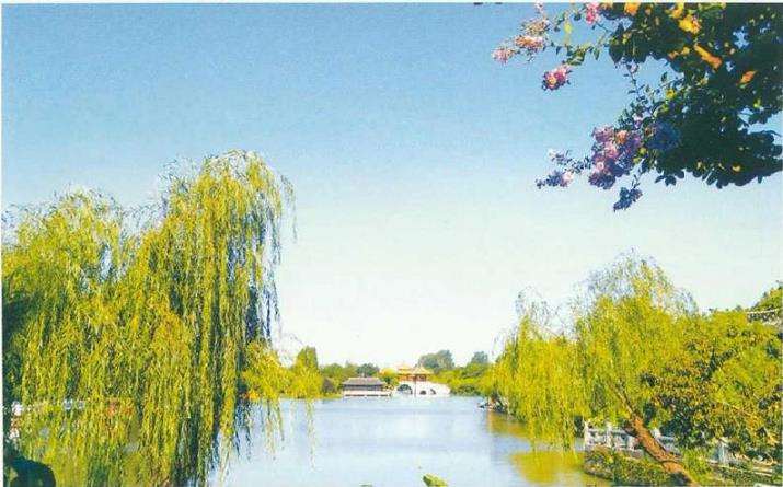 古典园林景区柳树整形修剪存在的5个问题