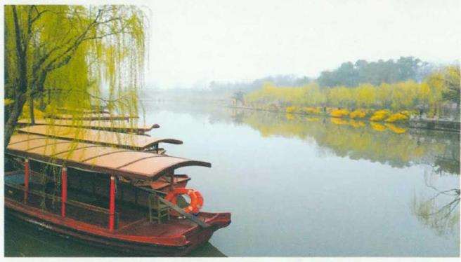 古典园林景区柳树整形修剪存在的5个问题