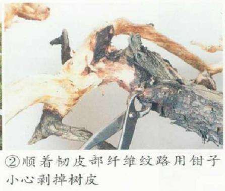 图解 五针松盆景的原冠部改成神枝的5个步骤