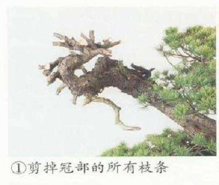 图解 五针松盆景的原冠部改成神枝的5个步骤