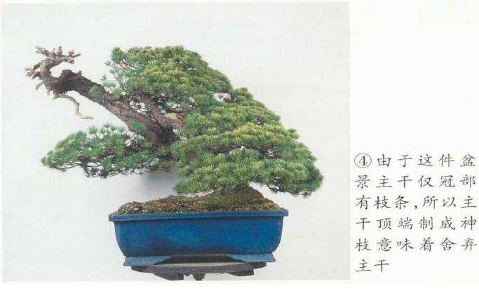 图解 五针松盆景的原冠部改成神枝的5个步骤