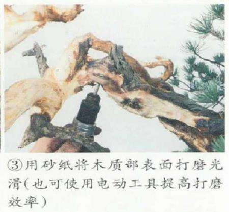 图解 五针松盆景的原冠部改成神枝的5个步骤
